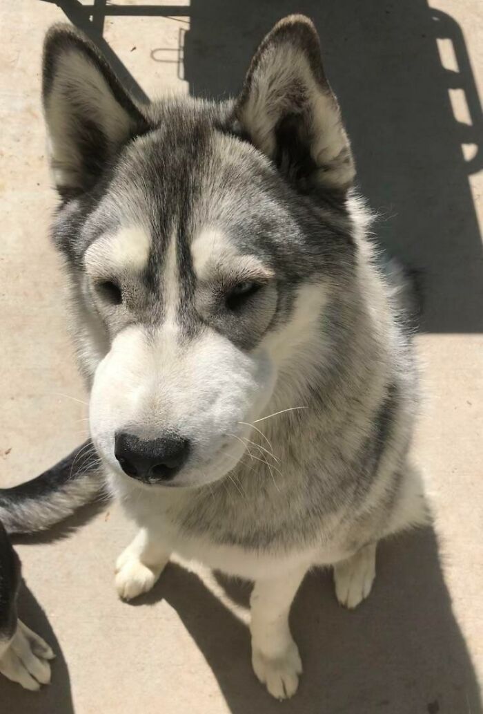 Left My Girl Outside Long Enough To Use The Restroom And She Ate A Bee