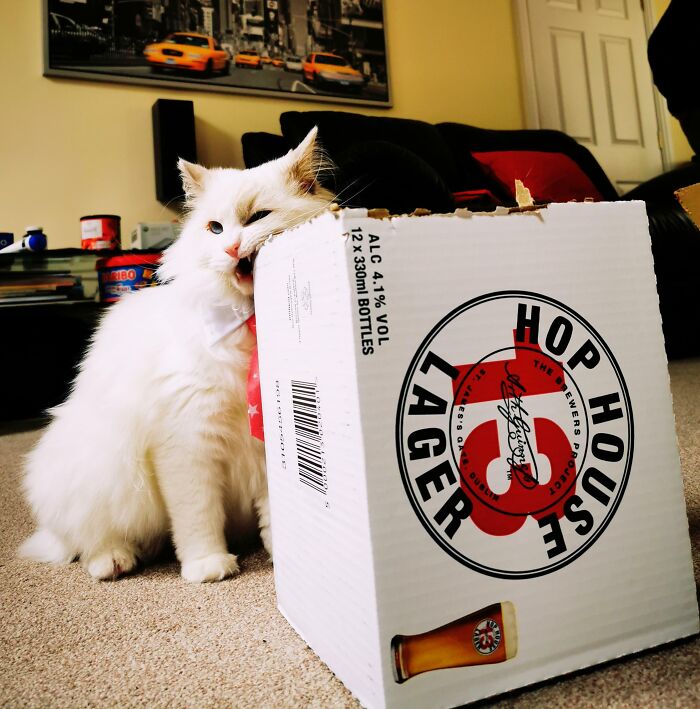 Cat biting carton box