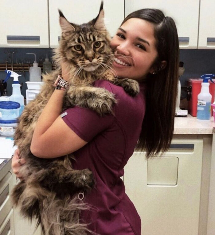 Leo The Maine Coon Is Magnificent, And The Vet Says He Was Such A Good Boy!