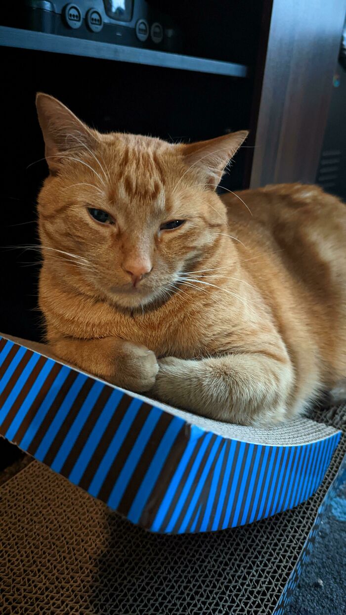 Handsome Man On His Cat Throne