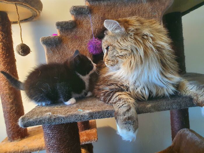 My Large Maine Coon Luna Is Getting To Know The 6 Week Old Kitten Found On The Side Of The Road