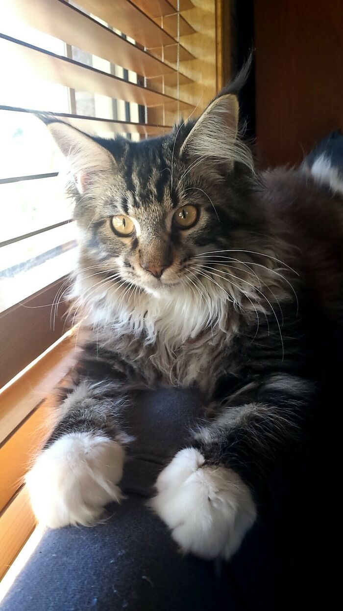 My Beautiful 6 Month Old Maine Coon Kitty!