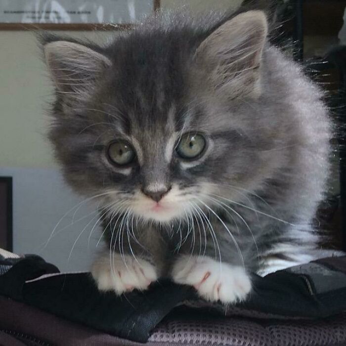 Our Maine Coon Kitten At 7 Weeks Old