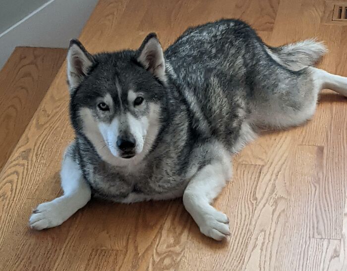 Everyone Posting Magestic Pictures Of Their Huskies And We're Over Here Like