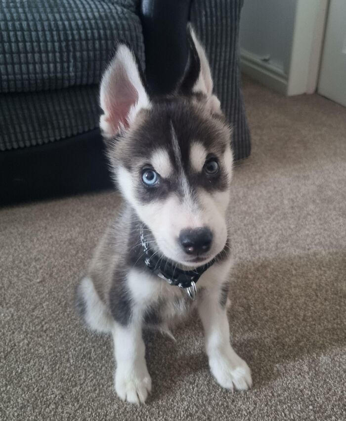 Our New Husky!