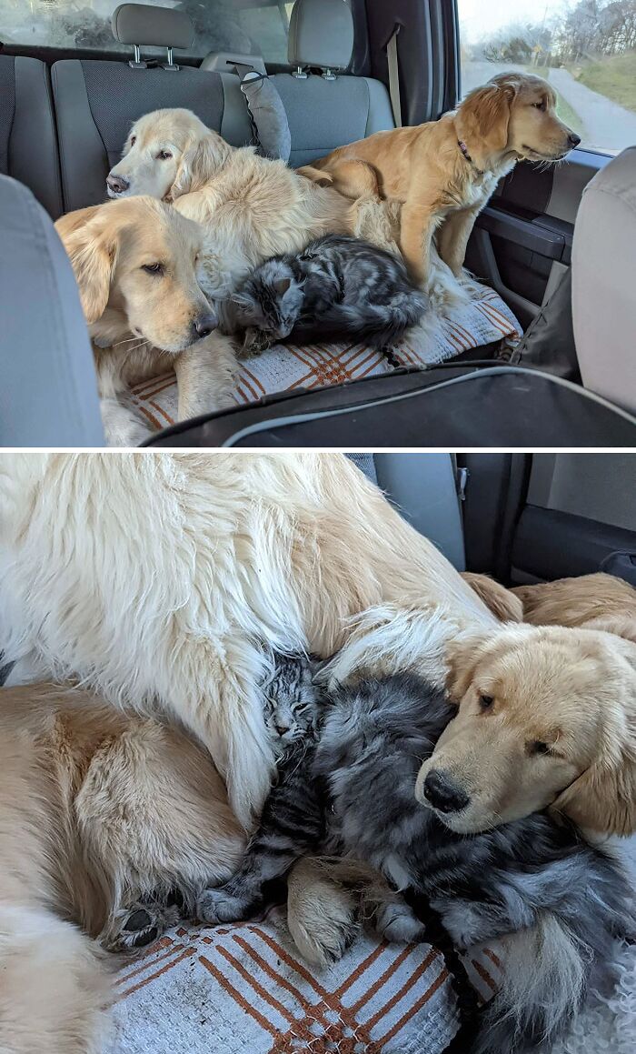 Road Trip: Three Golden Retrievers And Bruce, The Maine Coon