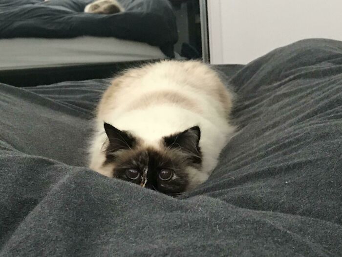 A Loaf Ready To Pounce