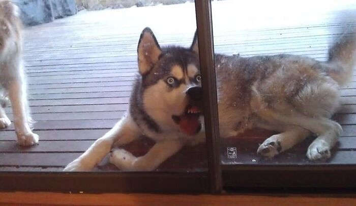 This Husky Has Seen Some Stuff