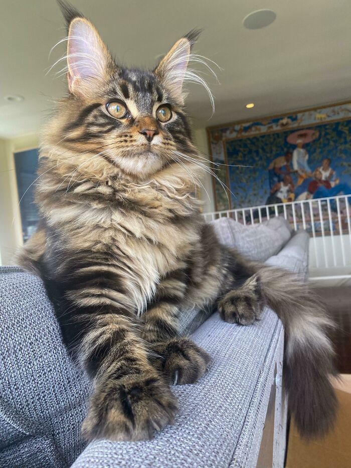 Big Dale Is Just Over Five Months Old And Is Already More Than Half The Size Of The Average Adult Maine Coon!