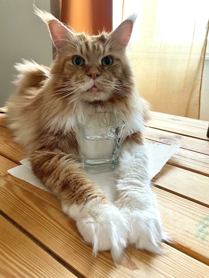 Some Toe Fluff For You Guys. He Insists On Drinking Water From A Proper Glass On A Table