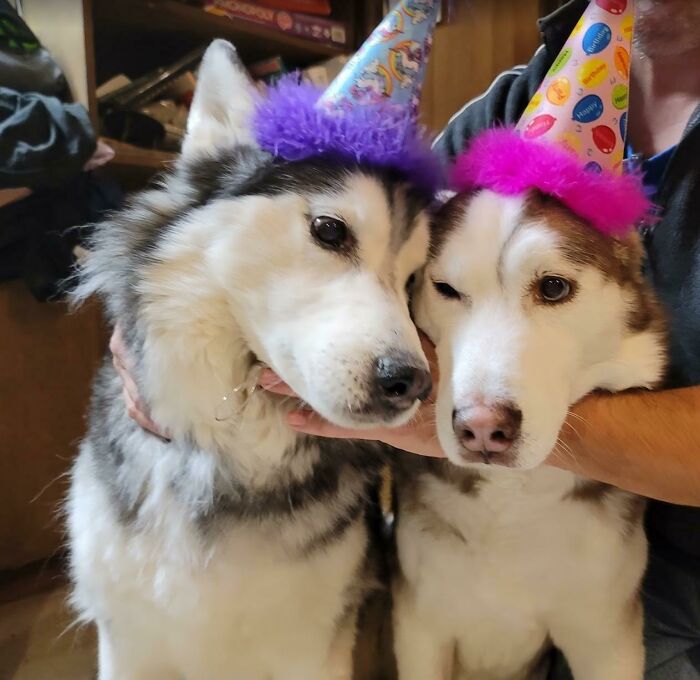 The Brothers Dim Turn 14 Today. They Were Not Amused