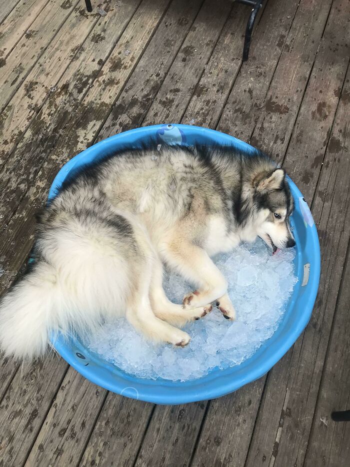 Husky Heaven (She Stayed There Until It Melted)