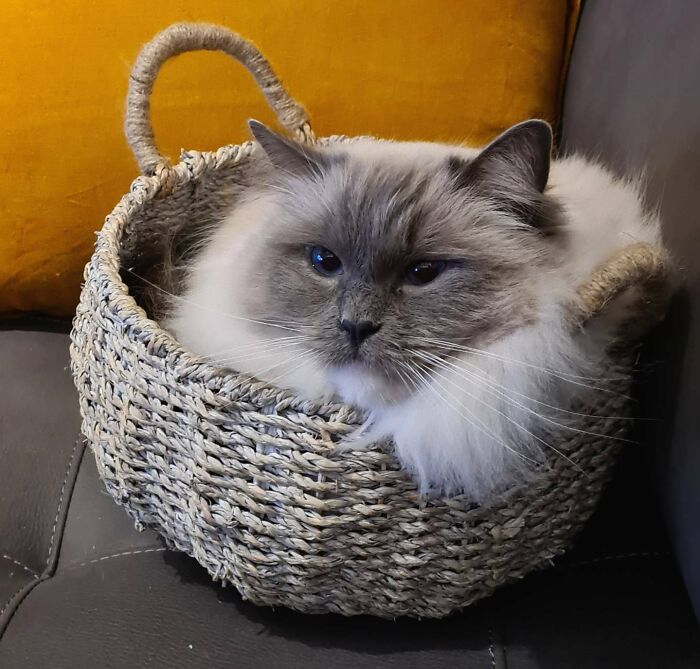 Fluffy ragdoll cat inside the basket