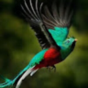 marlenecastaneda avatar