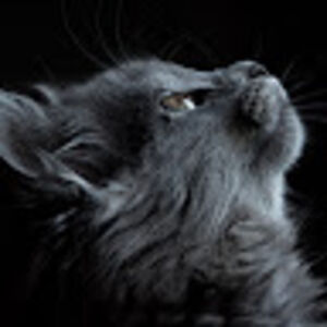 alicemartin_1 avatar