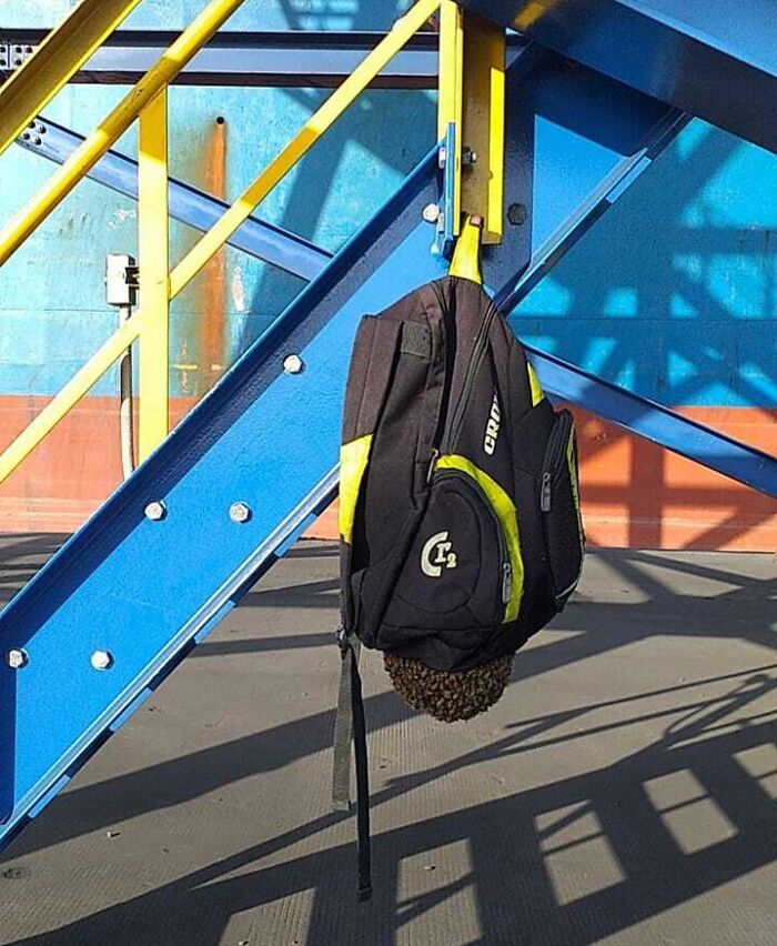 A Co-Worker Left His Backpack Hanged Outside For A While (Yup That's A Bee Swarm)