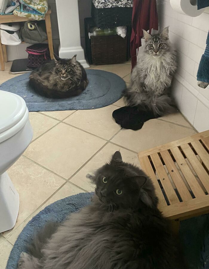 3 Maine Coons… In Case I Even Think About Getting Lonely In The Bathroom…