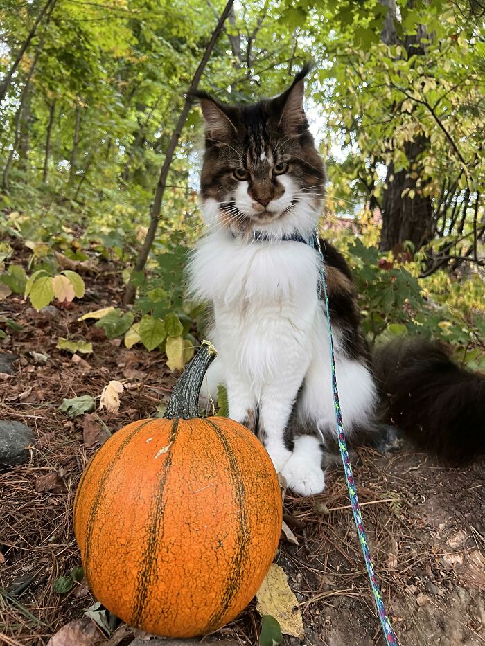 Bucky Is Very Proud Of The Pumpkin He Grew This Summer