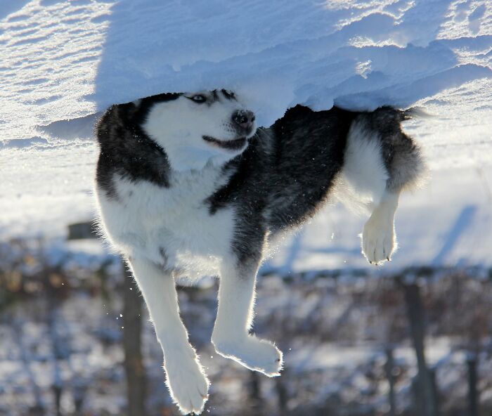 Have You Ever Seen A Floating Husky In The Clouds?