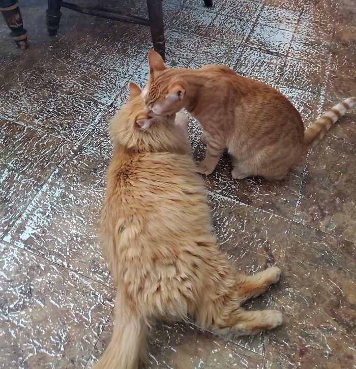 Bo, Helping Atticus Clean His Head