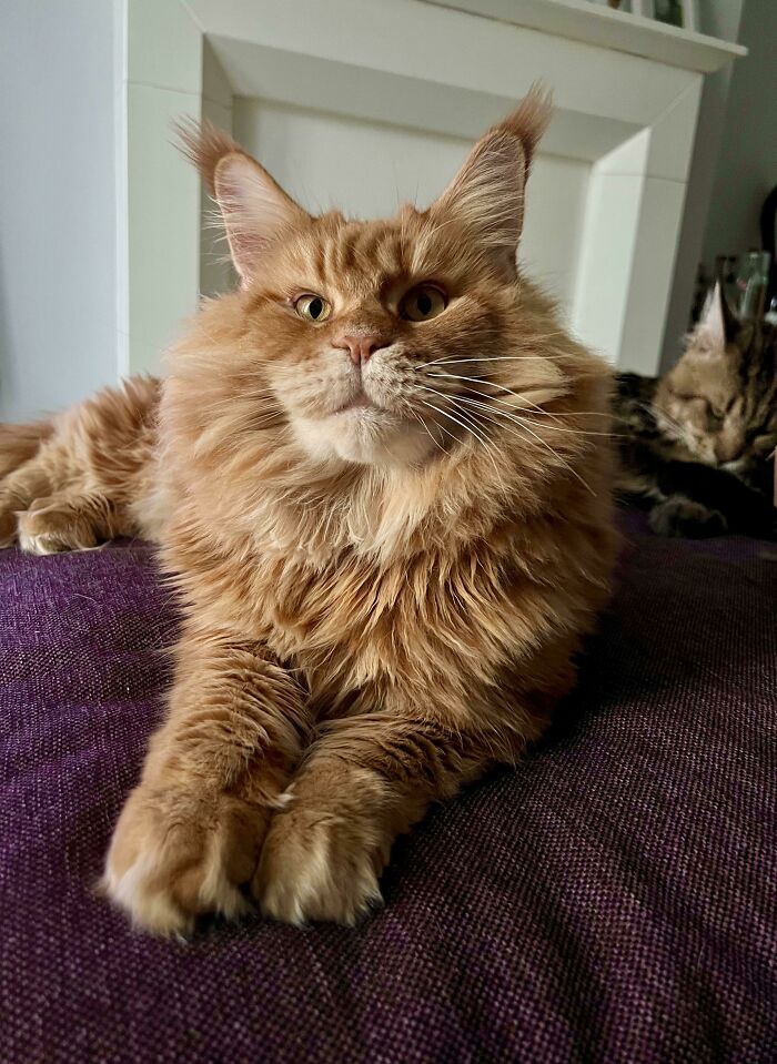 Majestic Miss Orange. My Big Cuddly Teddy Bear Cat