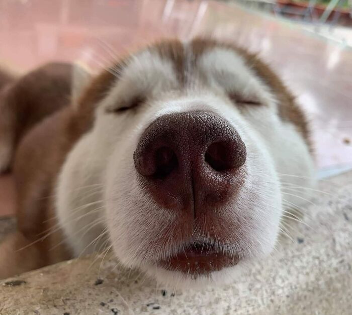 Loving Nose