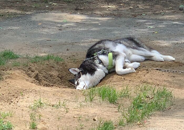 Fell Asleep While Digging A Hole