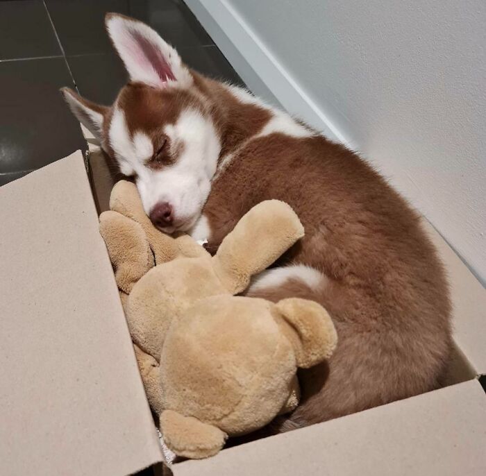We Bought Her A Nice Bed But She Always Naps In This Box With Her Teddy