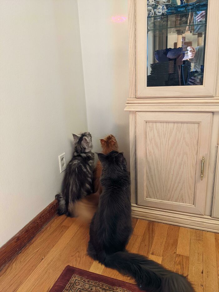 How To Put Your Maine Coons In Timeout