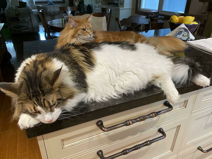 There Are Rules In This House And One Of Them Is No Cats On The Counter!!!