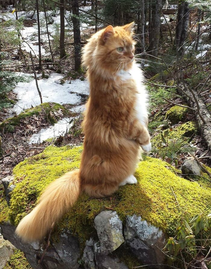Mi gato, explorando el bosque sin miedo