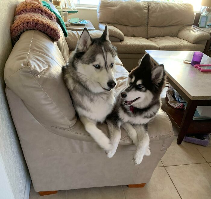 Two Floofs Having An In Depth Conversation