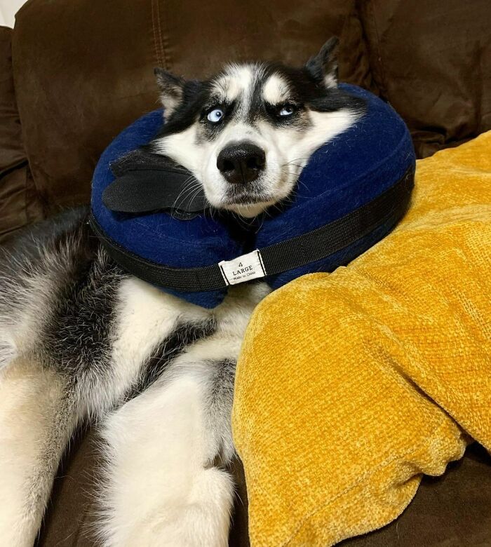 I Donut Know How I Feel About This Thing