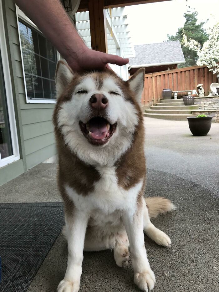 Our 15 Year Old Boy Loves Head Rubs