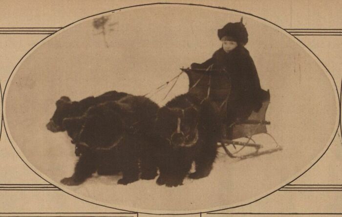 [december 28, 1919] A Little Siberian Maid And The Three Russian Bear Cubs That Pull Her Sleigh Over The Snow Crust To And From School At A Lively Clip