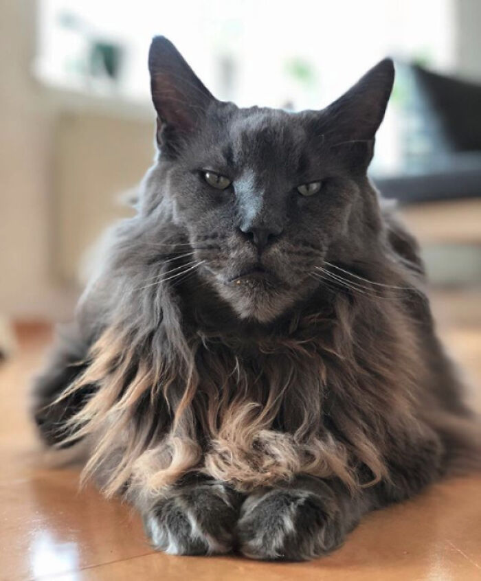 He Looks Like Both, Lion And A Cat
