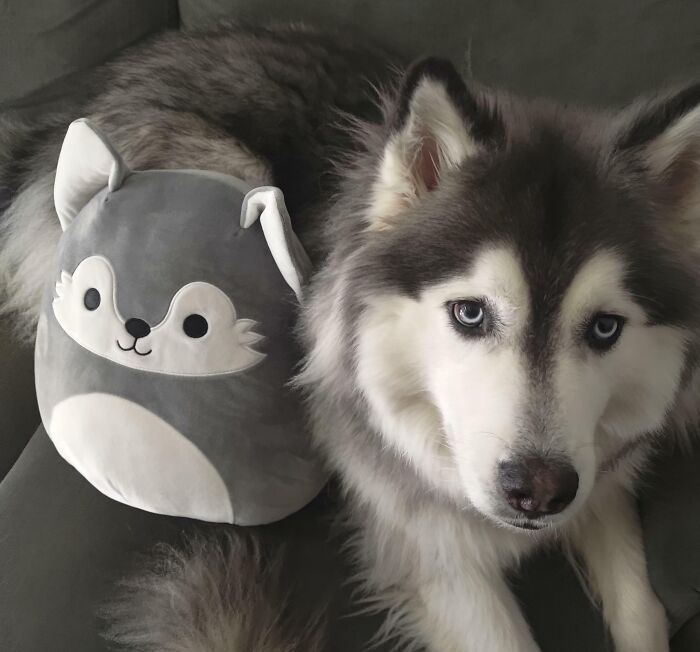 Can You Guess Which One Is The Plush?