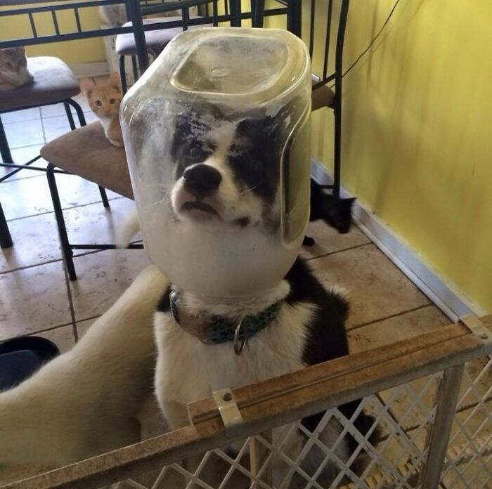 After Returning Home This Is How We Caught My Husky Eating Cat Food