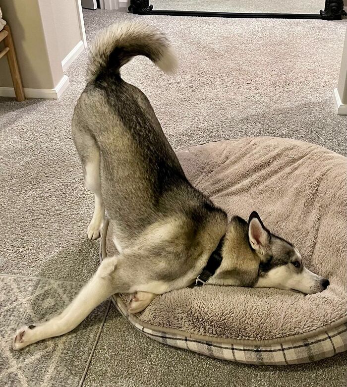 How Do You Reboot A Husky?