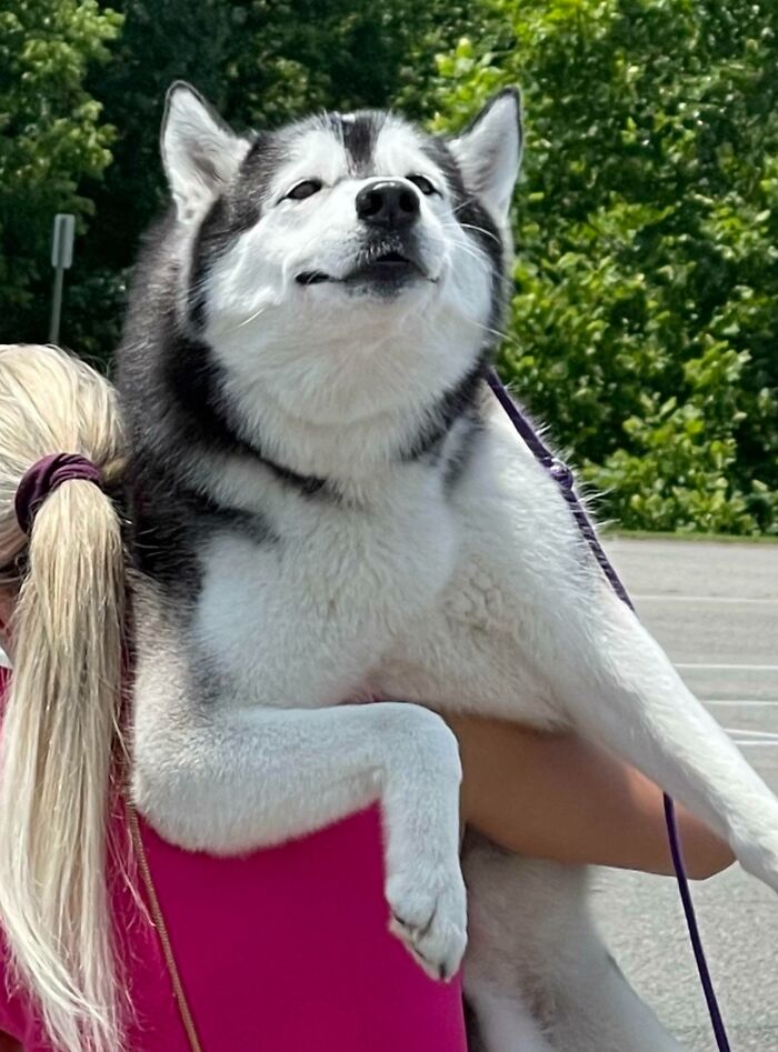 When You’re A Show Dog And The Pavement Is Too Hot, You Make Mom Carry You