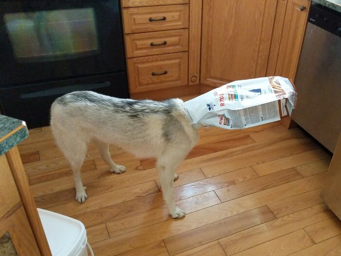 Heard Some Rustling In The Kitchen And Walk Into This