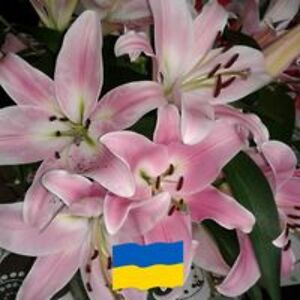 dortheogkaare avatar