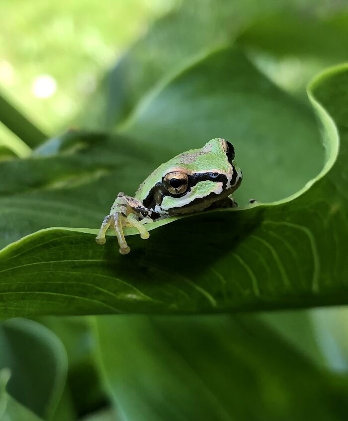 Tree Frog On A Calla Lilly Leaf