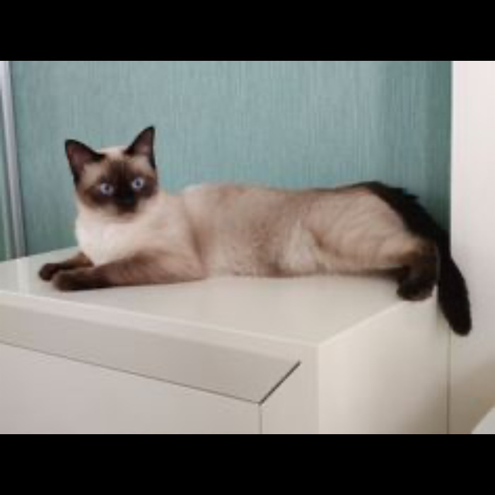 If Your Feeling Down, Here&rsquo;s 14 Pictures Of My Cat.