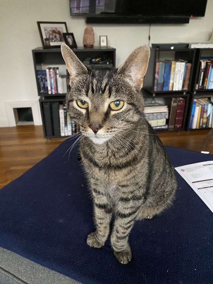 This Is Milo And He Just Turned 20! He Loves Chewing On Tomatoes And Laying In The Sun