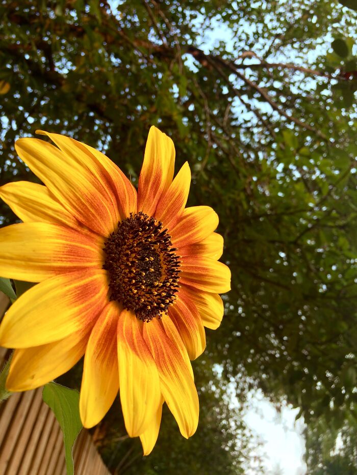 A Sole Sunflower In My Neighborhood
