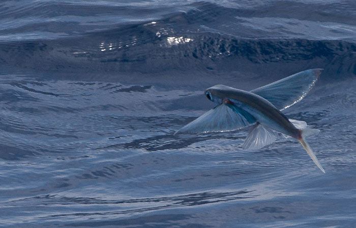 “How About I Take It Home To Live With Me?”: Airline Employee Looks After Passenger’s Pet Fish For 4 Months “How About I Take It Home To Live With Me?”: Airline Employee Looks After Passenger’s Pet Fish For 4 Months