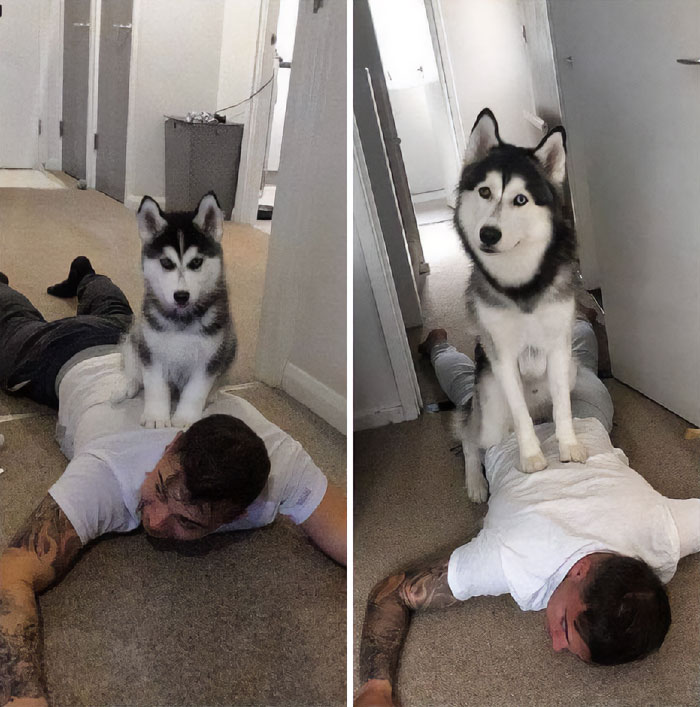 Toby Big And Small. Common Trait: Likes To Bully The Owner