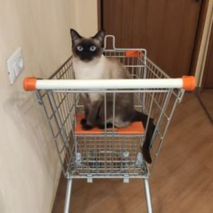 If Your Feeling Down, Here&rsquo;s 14 Pictures Of My Cat.