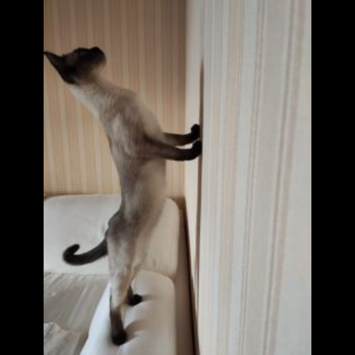 If Your Feeling Down, Here&rsquo;s 14 Pictures Of My Cat.